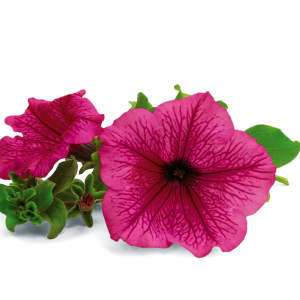 Surfinia HOT PINK
