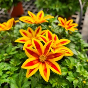 Bidens BLAZING STAR
