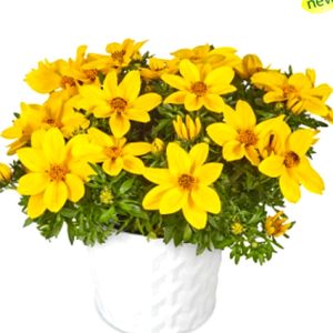 Bidens GIANT YELLOW