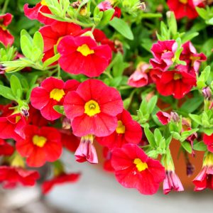 Million Bells LIA CHILLI PEPPER