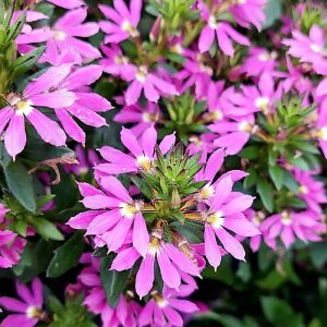 Blaues Wunder / Scaevola PINK
