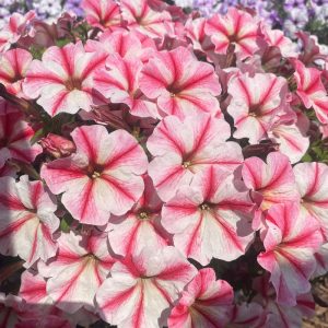 Petunie STRAWBERRY CREAM