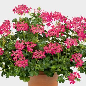 Pelargonie Decora DARK PINK Mutterpflanze